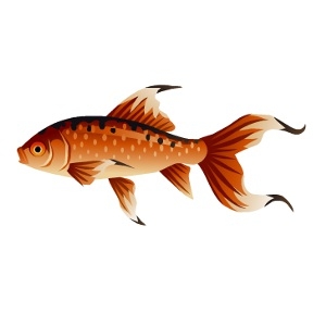 Black Tip Goldfish